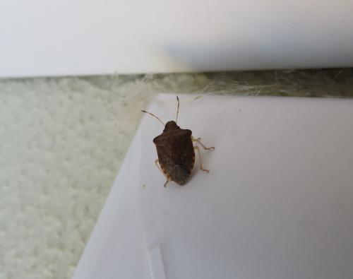 Peribalus strictus strictus